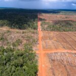 original_45hutan-merauke