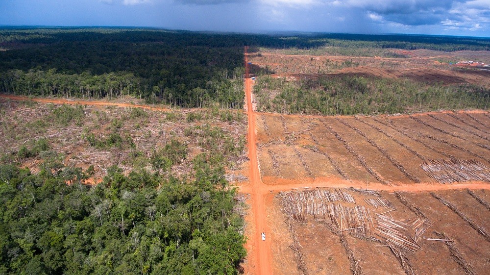 original_45hutan-merauke