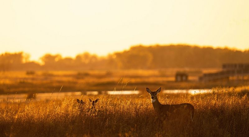 Kansas
